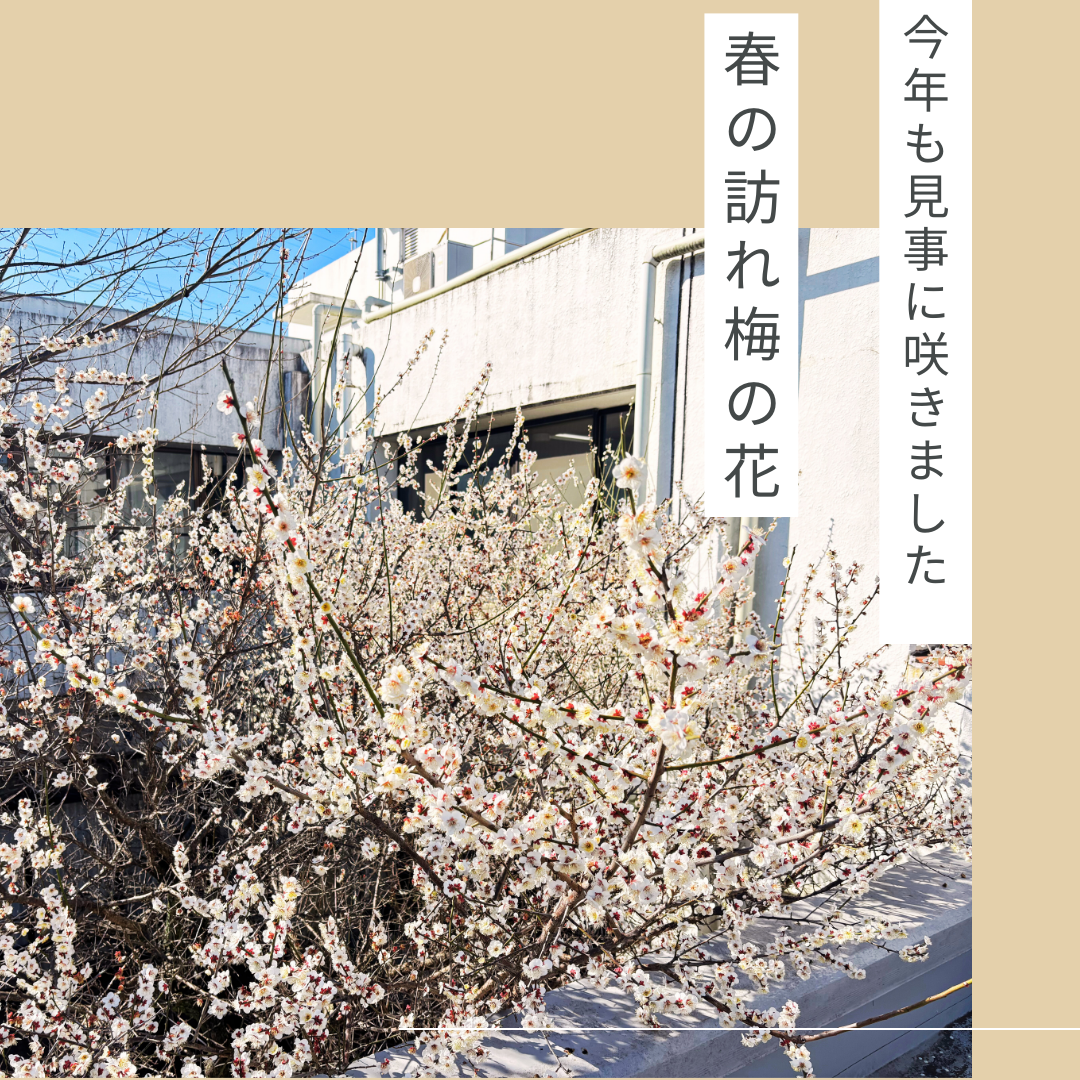 【日常】一倫荘＊春の訪れ✿