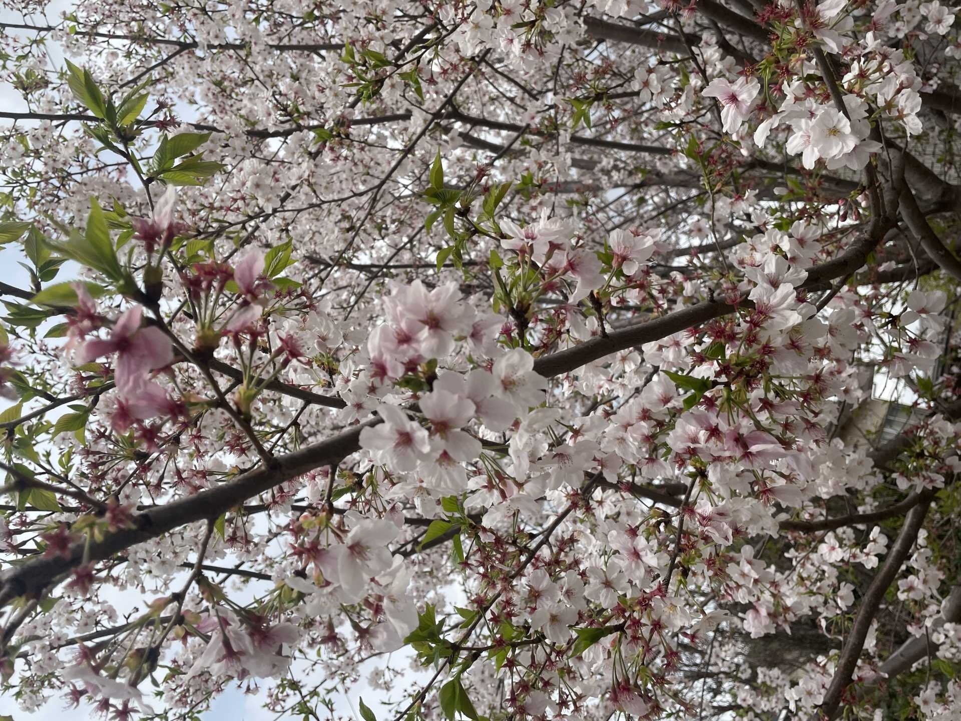 【日常】新千葉一倫荘　桜