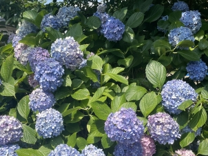【日常】新千葉一倫荘　紫陽花