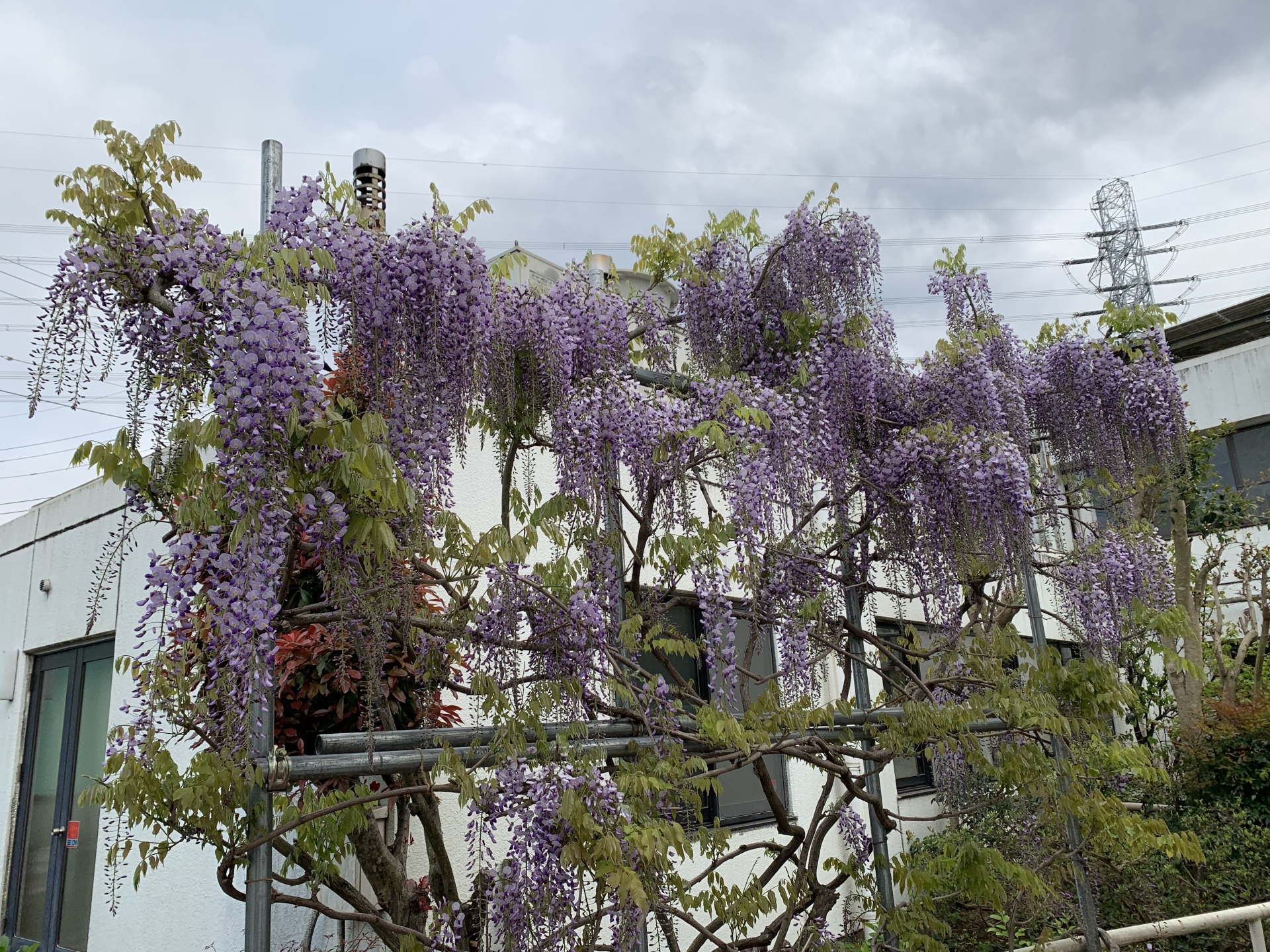 今度は藤の花が！