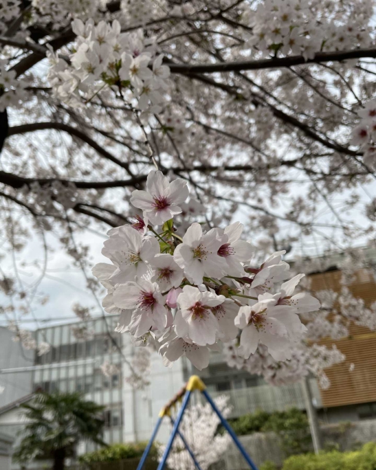 【日常】新千葉一倫荘　感染対策