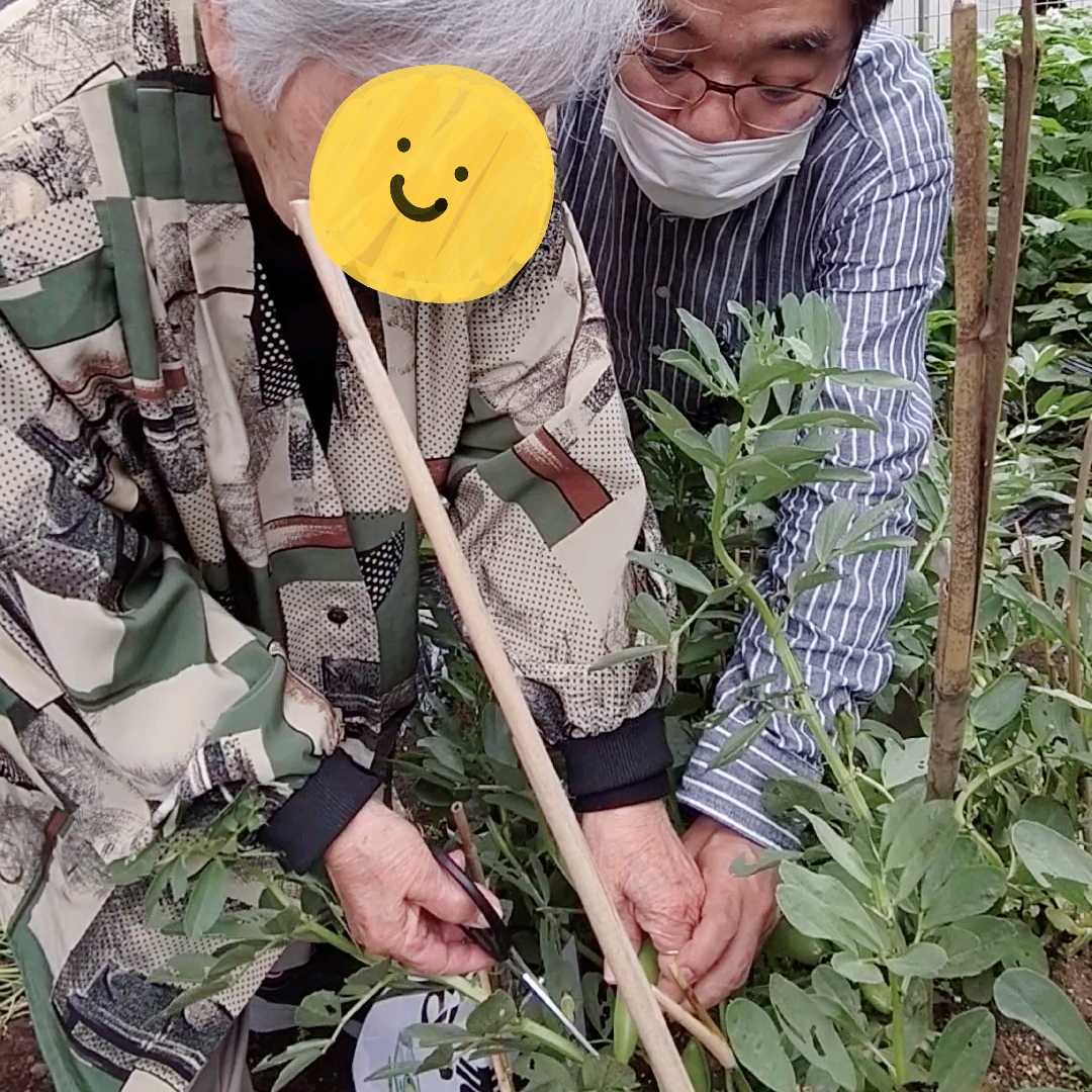 【日常】いなげ一倫荘デイサービス そら豆収穫しました！