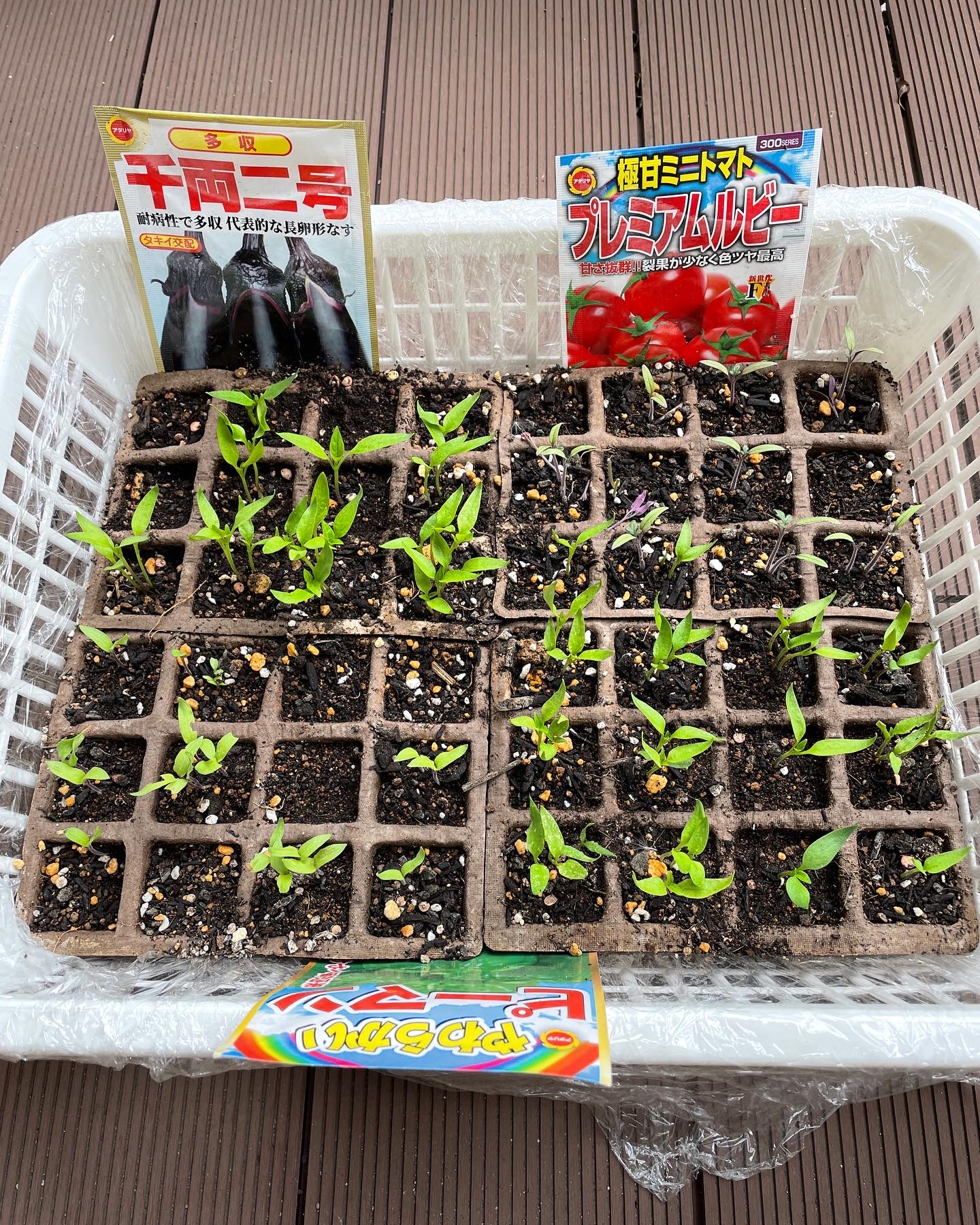 【日常】新千葉一倫荘　今年も野菜栽培に挑戦！