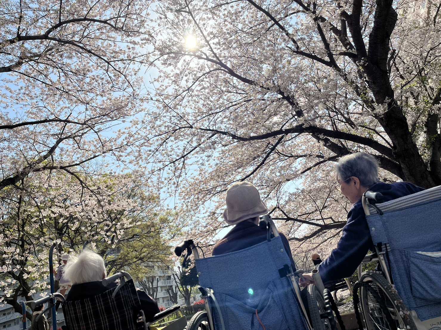 【日常】みんなでお花見